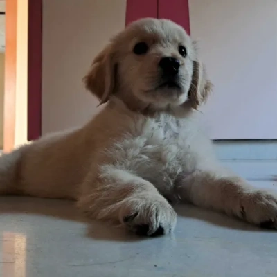 Golden Retriever puppies for sale in Visakhapatnam