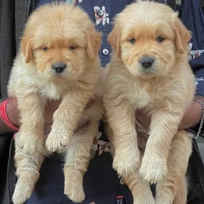 Golden Retriever puppies for sale in Ajmer