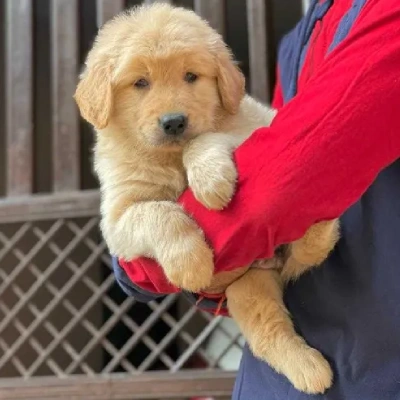 Golden Retriever puppies for sale in Ajmer