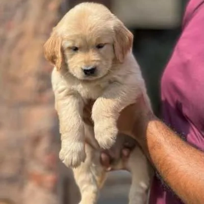 Golden Retriever puppies for sale in Udaipur