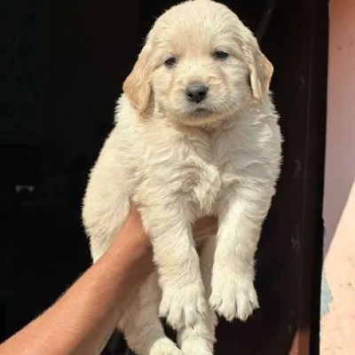 Golden Retriever puppies for sale in Ajmer