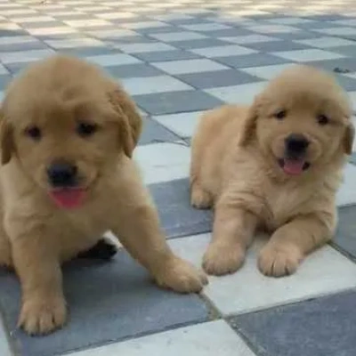 Golden Retriever puppies for sale in Vijayawada