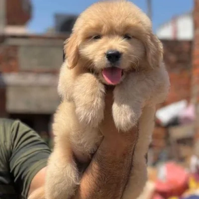 Golden Retriever puppies for sale in Gurgaon