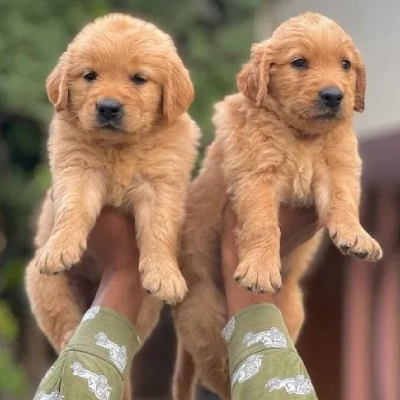 Golden Retriever puppies for sale in Kota