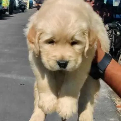 Golden Retriever puppies for sale in Gurgaon