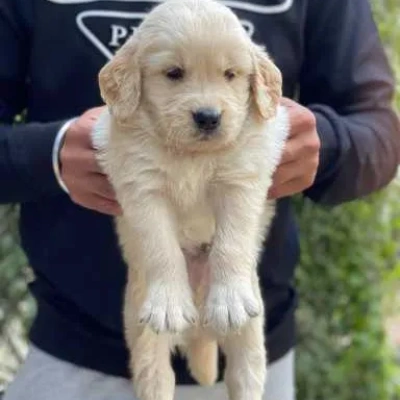 Golden Retriever puppies for sale in Udaipur