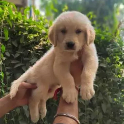 Golden Retriever puppies for sale in Bikaner