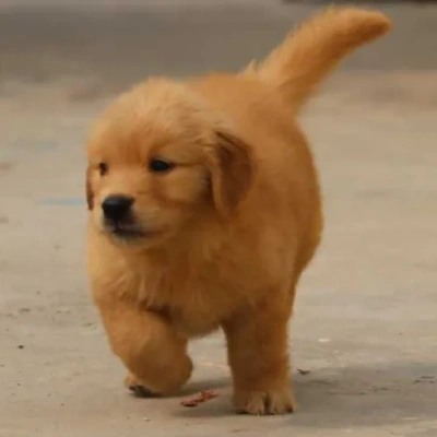 Golden Retriever puppies for sale in Udaipur