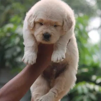 Golden Retriever puppies for sale in Jodhpur