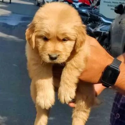 Golden Retriever puppies for sale in Bikaner