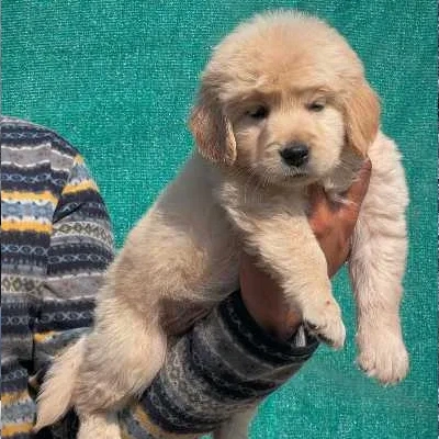 Golden Retriever puppies for sale in Kota