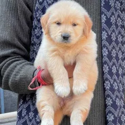 Golden Retriever puppies for sale in Jaipur