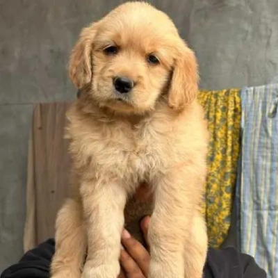 Golden Retriever puppies for sale in Jodhpur