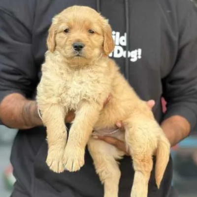 Golden Retriever puppies for sale in Visakhapatnam