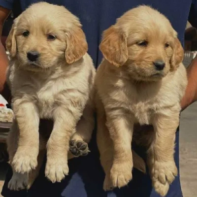 Golden Retriever puppies for sale in Bikaner