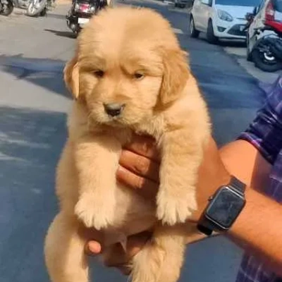 Golden Retriever puppies for sale in Kota