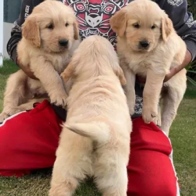 Golden Retriever puppies for sale in Visakhapatnam