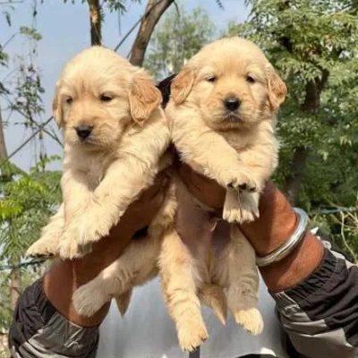 Golden Retriever puppies for sale in Ajmer