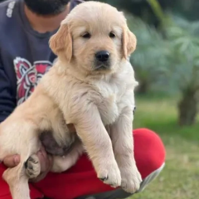 Golden Retriever puppies for sale in Vijayawada