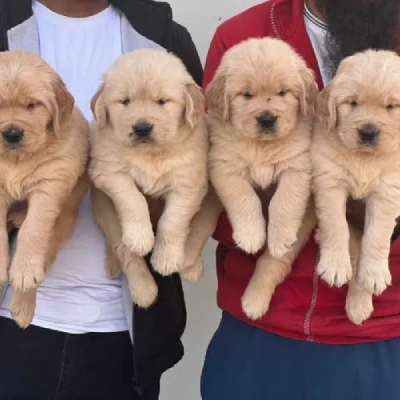 Golden Retriever puppies for sale in Gurgaon