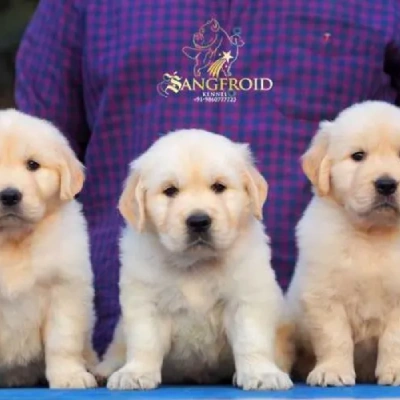 Golden Retriever puppies for sale in Ajmer