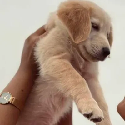 Golden Retriever puppies for sale in Gurgaon