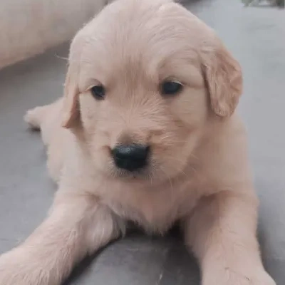 Golden Retriever puppies for sale in Vijayawada