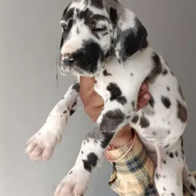 Great Dane puppies for sale in Jodhpur