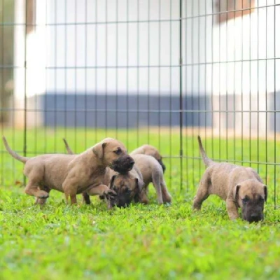 Great Dane puppies for sale in Vijayawada