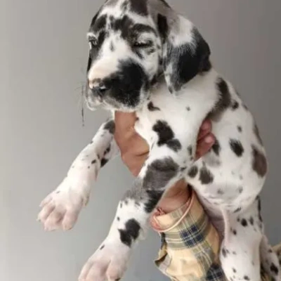 Great Dane puppies for sale in Vijayawada