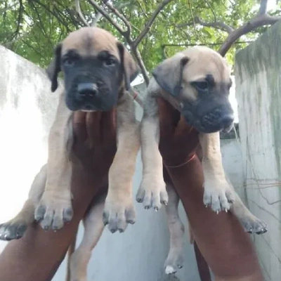 Great Dane puppies for sale in Vijayawada