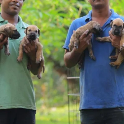 Great Dane puppies for sale in Vijayawada