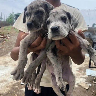 Great Dane puppies for sale in Vijayawada