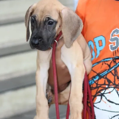 Great Dane puppies for sale in Vijayawada