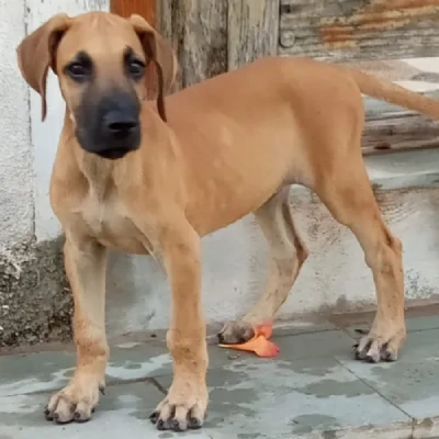 Great Dane puppies for sale in Vijayawada