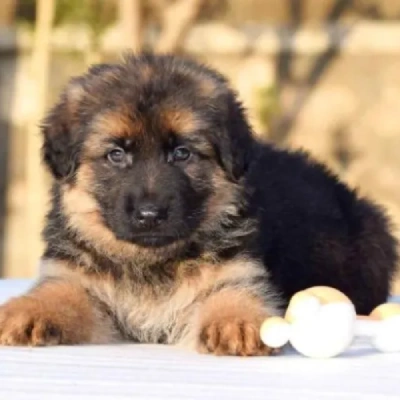 German Shepherd puppies for sale in Visakhapatnam