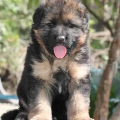 German Shepherd
 puppies for sale in Udaipur