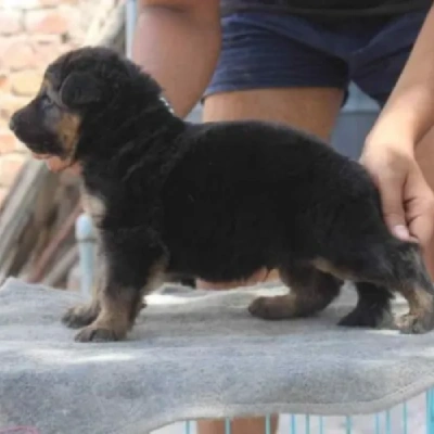 German Shepherd
 puppies for sale in Gurgaon