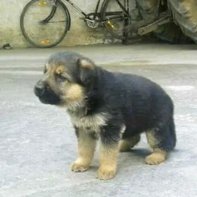 German Shepherd puppies for sale in Vijayawada