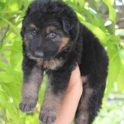 German Shepherd
 puppies for sale in Ajmer