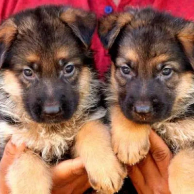 German Shepherd
 puppies for sale in Gurgaon