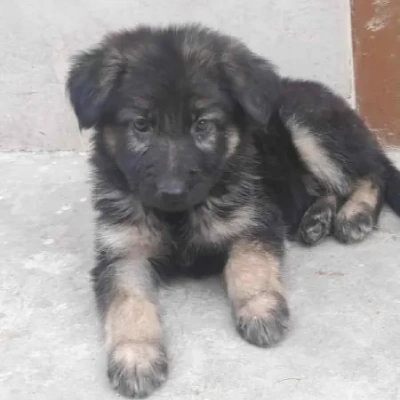 German Shepherd
 puppies for sale in Kota