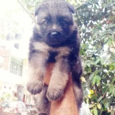 German Shepherd puppies for sale in Vijayawada