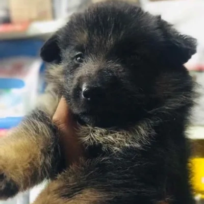 German Shepherd puppies for sale in Visakhapatnam