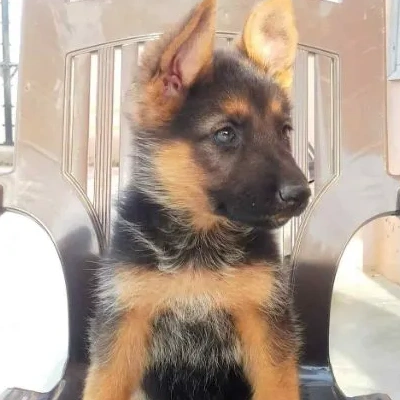 German Shepherd
 puppies for sale in Udaipur