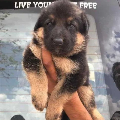 German Shepherd
 puppies for sale in Udaipur