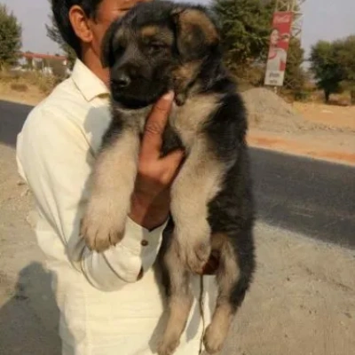 German Shepherd
 puppies for sale in Udaipur