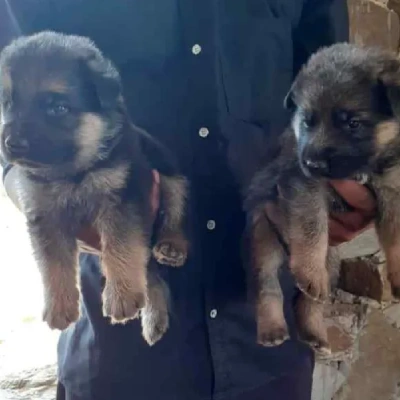 German Shepherd
 puppies for sale in Kota