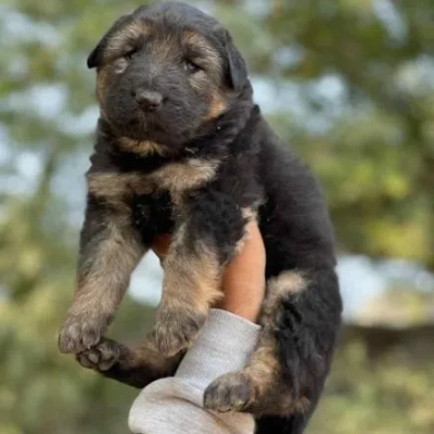 German Shepherd puppies for sale in Visakhapatnam