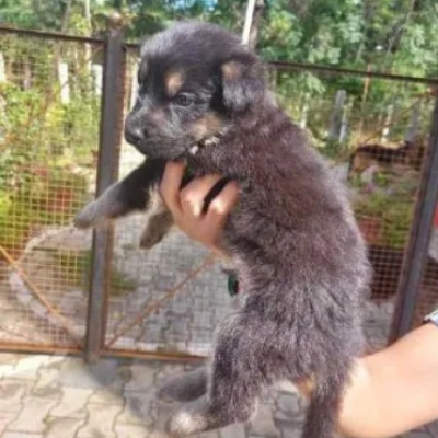 German Shepherd
 puppies for sale in Jodhpur